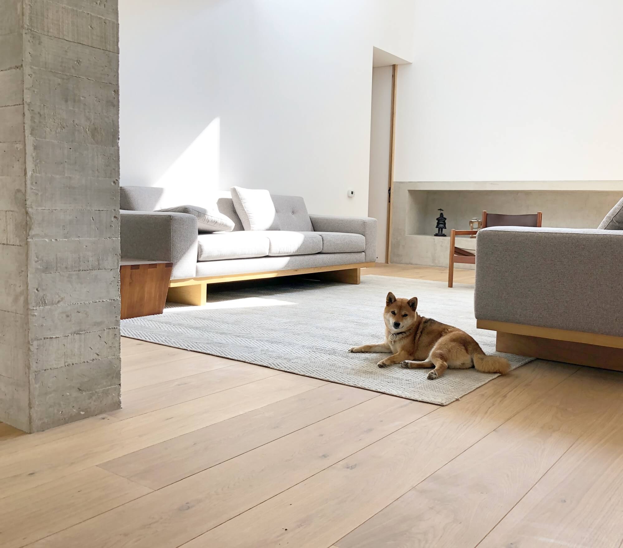 A dog sitting on a rug in the middle of a living room with wide plank hardwood floors.